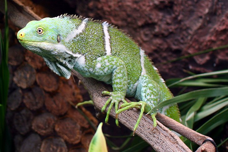 Iguana con cresta de Fiji