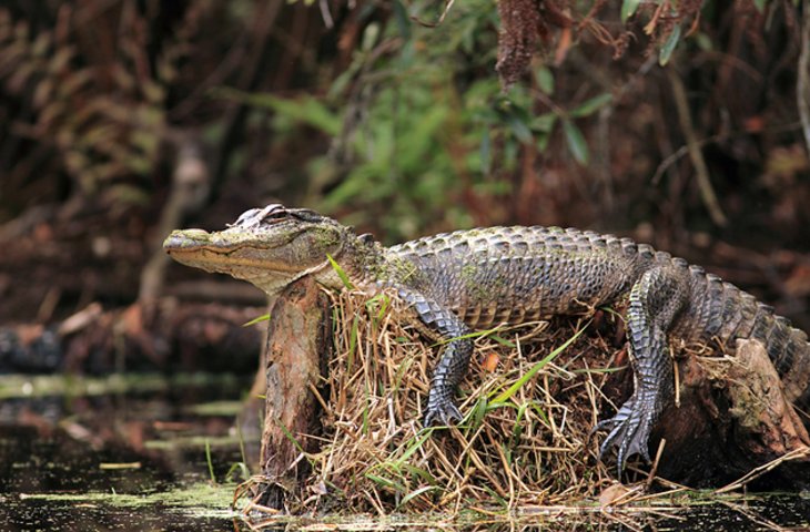 Pantano de Okefenokee