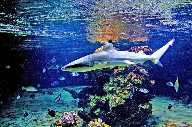Tiburón y arrecife de coral en Tropikariet