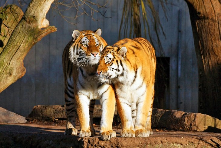 Tigres siberianos en el zoológico de Copenhague