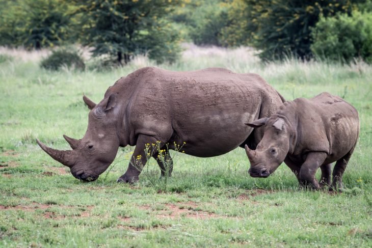 Rinocerontes blancos, Parque Nacional Pilanesberg