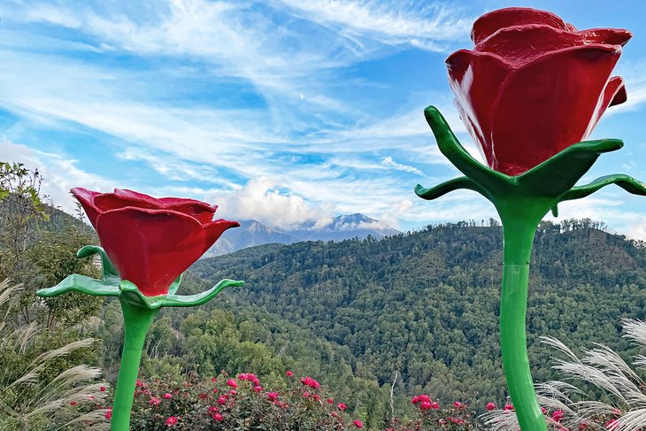 Rosas Anakeesta en The Smokies