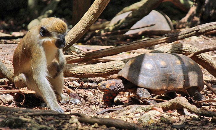 Mono y tortuga en la Reserva de Vida Silvestre de Barbados