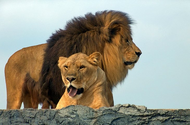 Safari del león africano