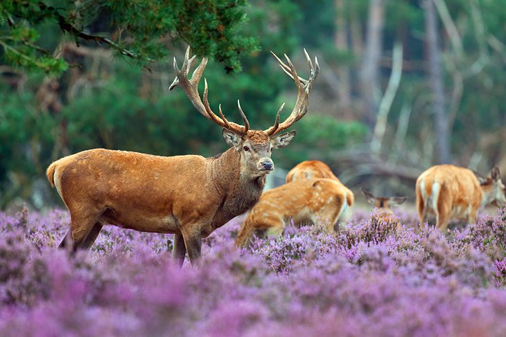 Parque Nacional Hoge Veluwe