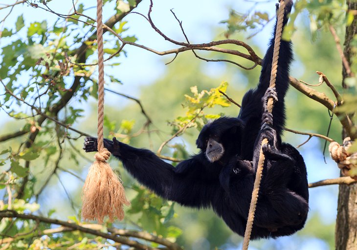 Zoológico de las hamburguesas reales