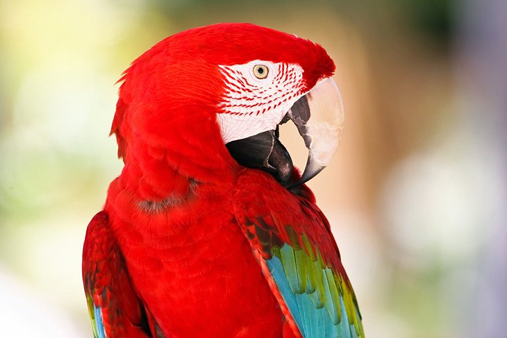 El jardín de animales de Philip