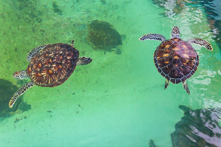 Tortugas marinas en el Museo Oceanográfico Nacional de Vietnam