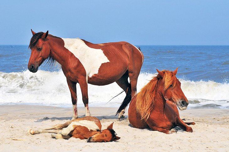 Ponis salvajes en la isla de Assateague