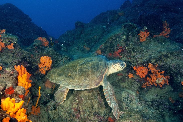 Tortugas bobas en un sitio de buceo cerca de Marmaris