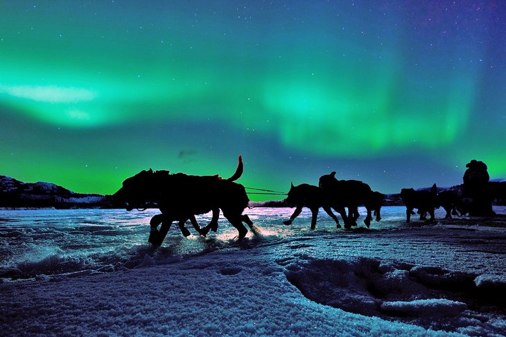 Trineos tirados por perros en el Yukón bajo la aurora boreal