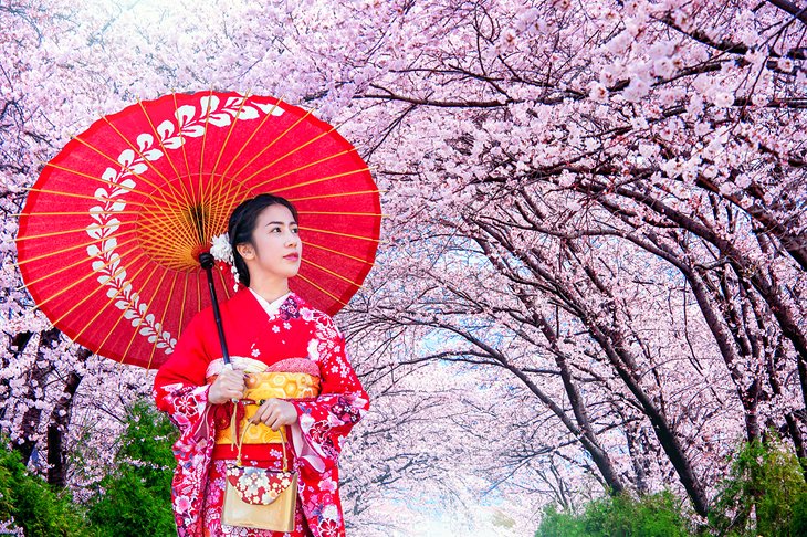 Mujer japonesa bajo los cerezos en flor en Kioto