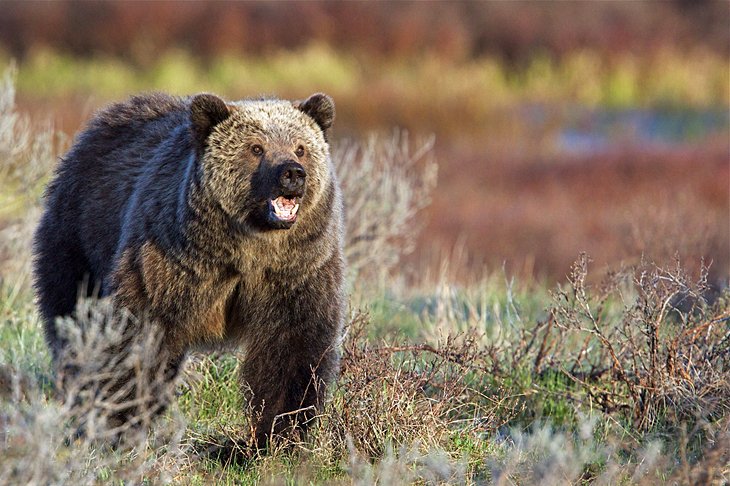 Oso grizzly adulto en el Parque Nacional de Yellowstone