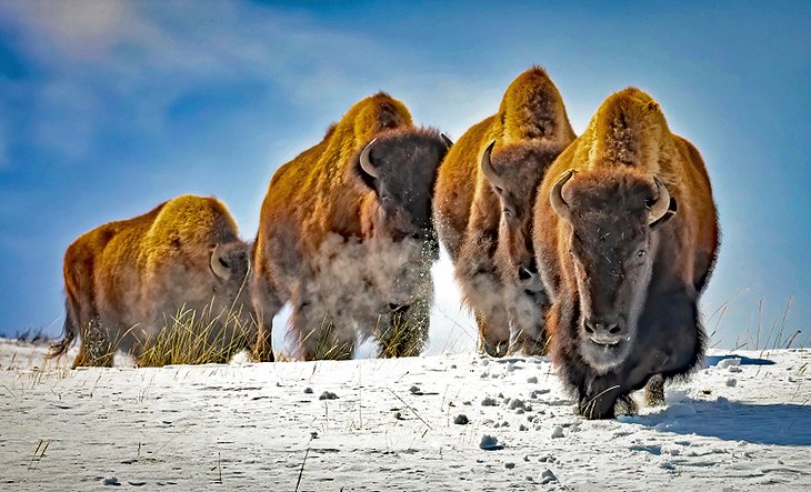 Bisonte en el Parque Nacional de Yellowstone en invierno