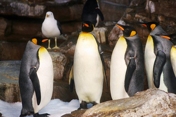 Zoológicos y Parques Temáticos