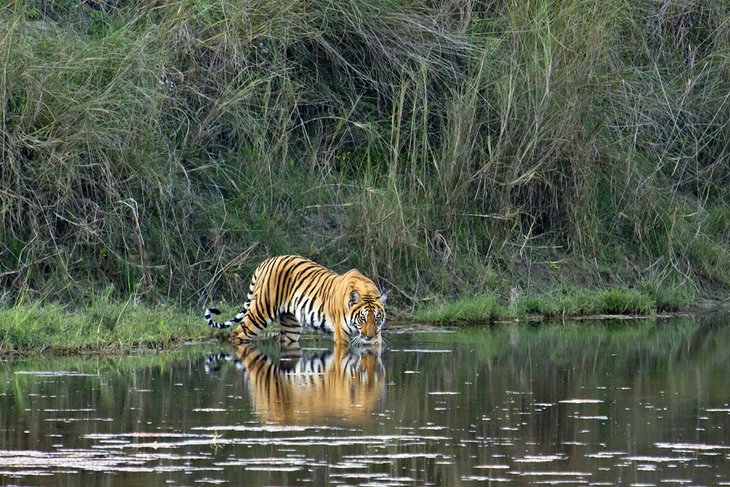 Tigre de Bengala salvaje en el Parque Nacional de Bardiya