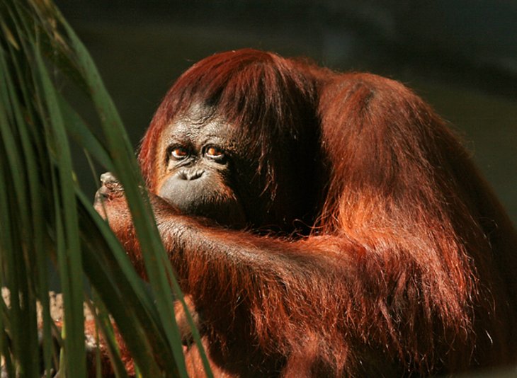 Zoológico de Fénix