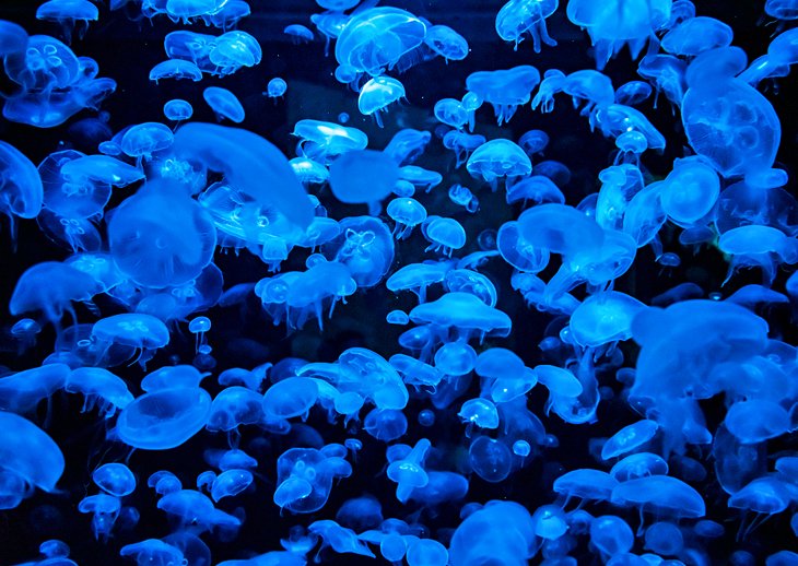 Exhibición de medusas en Planet Ocean en Montpellier