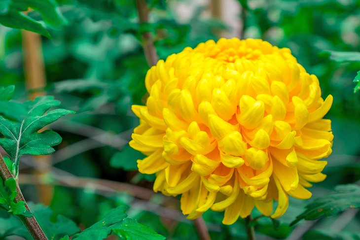 Crisantemo en el Jardín Botánico de Colón
