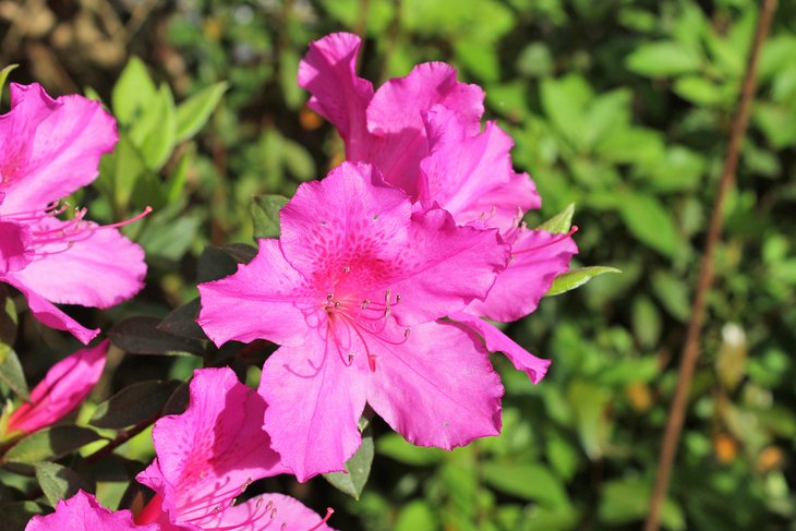 Azaleas en Valdosta
