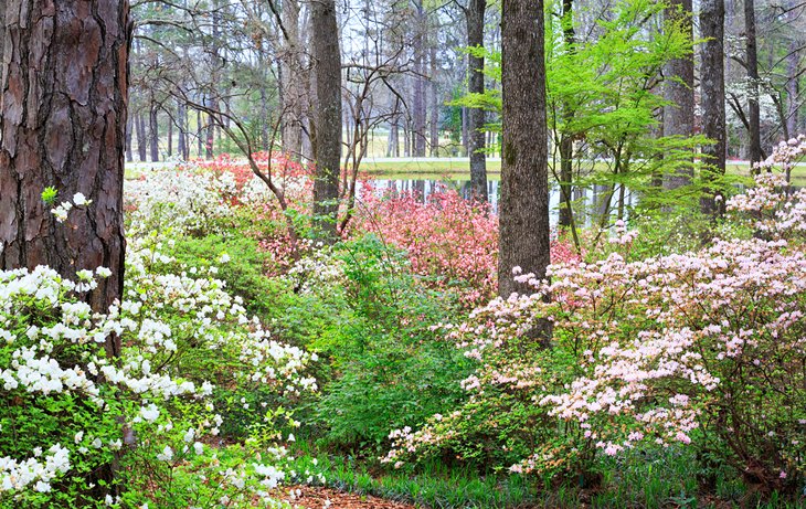 jardines callaway