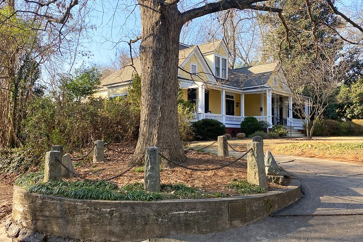 El árbol que se posee a sí mismo
