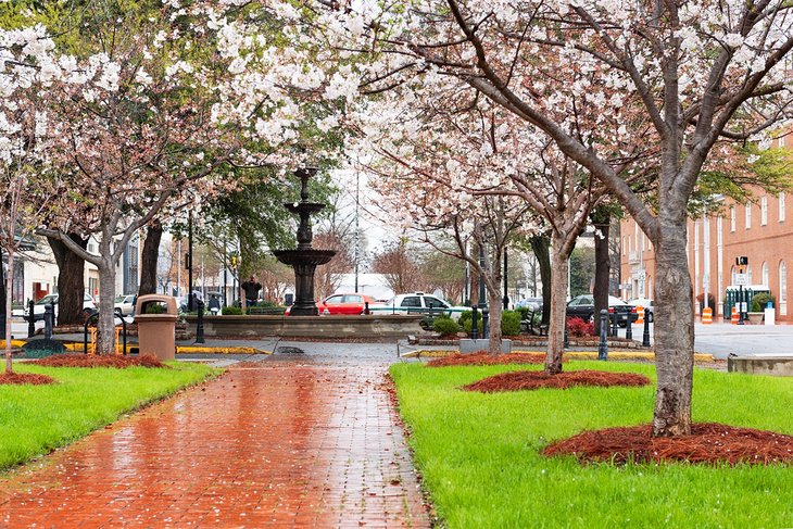 Flores de cerezo en Macon