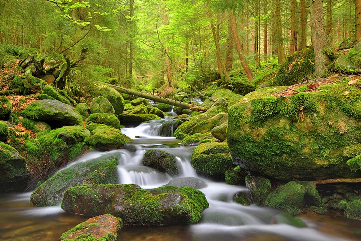 Un arroyo de montaña en el Parque Nacional de Sumava