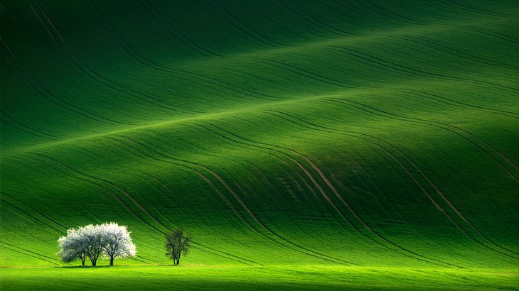 Árboles iluminados por tormentas en la Toscana de Moravia