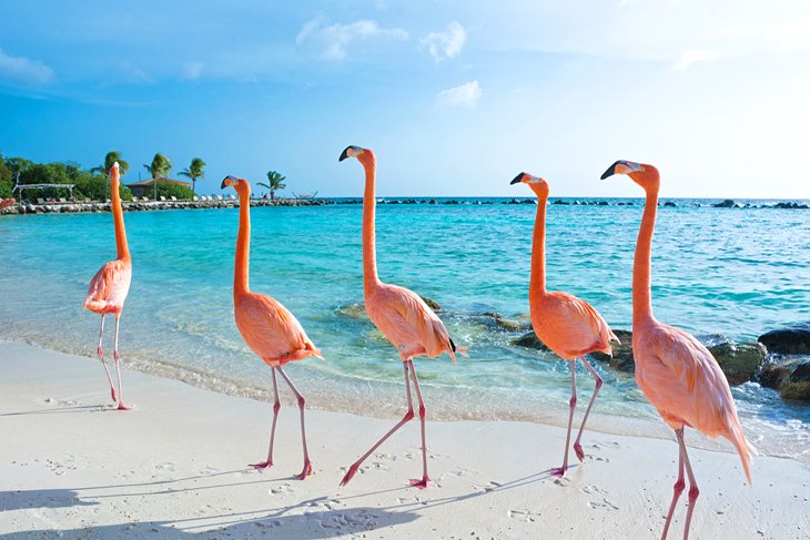 Flamencos en Playa Flamingo