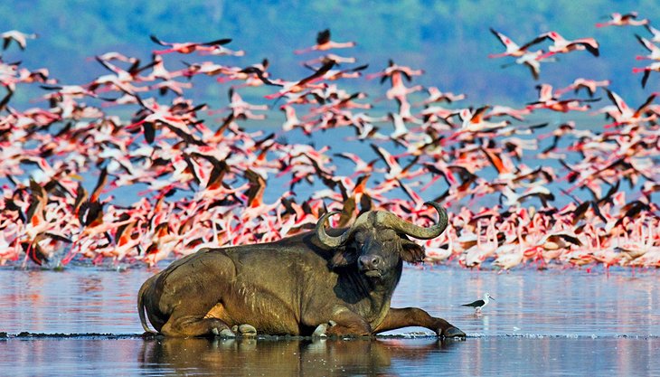 Búfalo acostado frente a una gran bandada de flamencos en el lago Nakuru