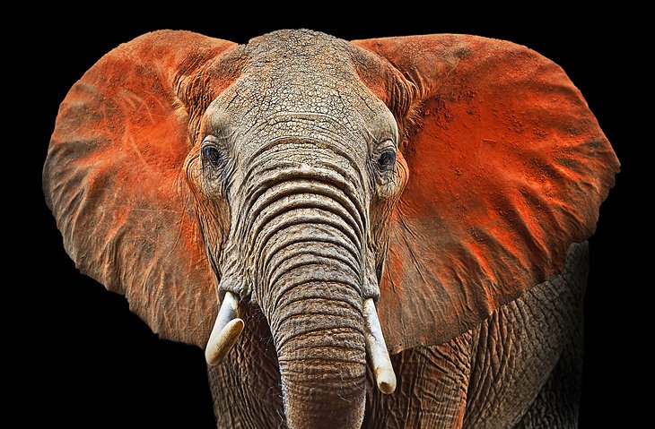 Elefante toro cubierto de polvo rojo del Parque Nacional Tsavo