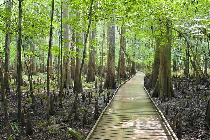 Parque Nacional Congaree