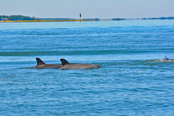 Delfines nadando en Hilton Head Island