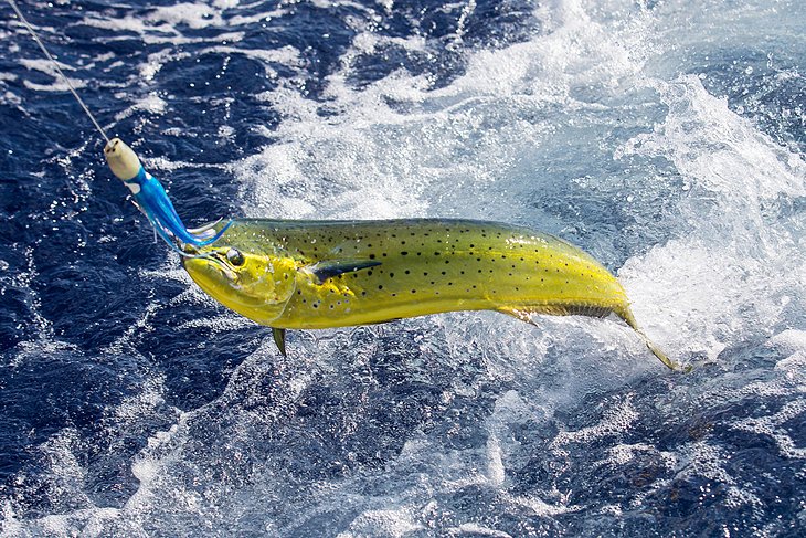 Mahi mahi