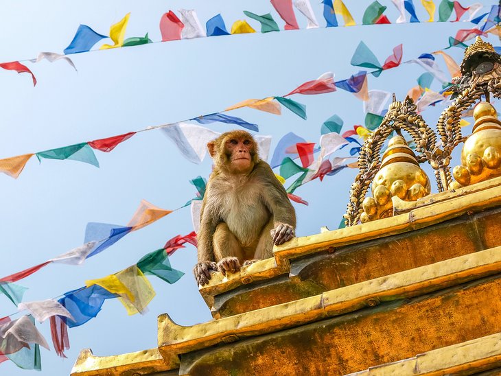 Mono en Swayambhunath