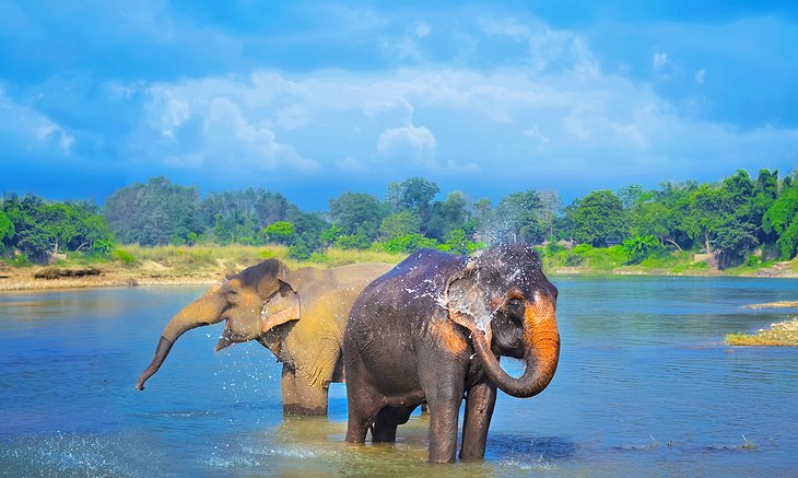 Elefantes en el Parque Nacional de Chitwan