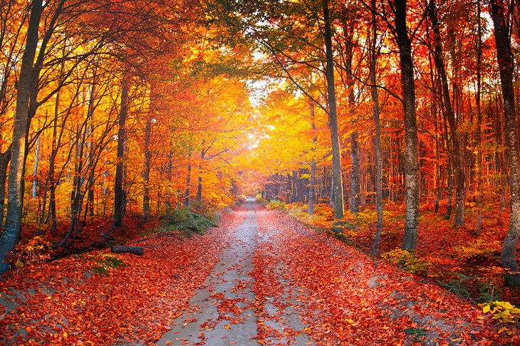 Colores de otoño en el Parque Nacional de Uludag