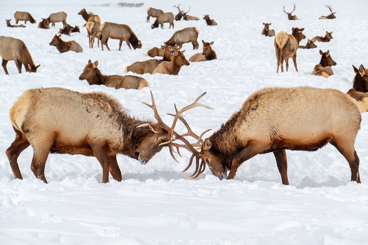Elk luchando por el dominio en el Refugio Nacional de Elk